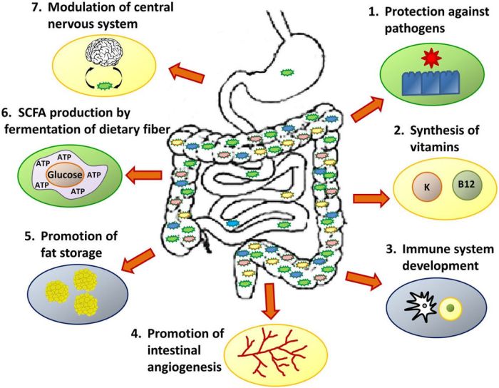 Microbiome microbes metabolism axis organ mechanisms scfa