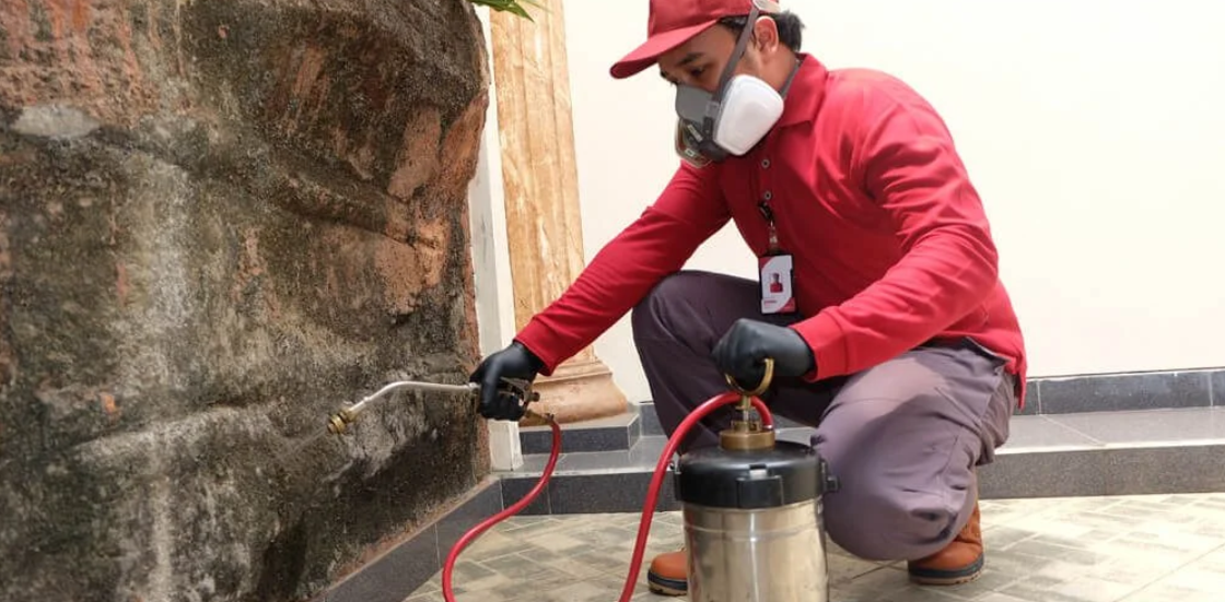 Jasa Anti Rayap Terpercaya untuk Mencegah Kerusakan Properti Sejak Dini